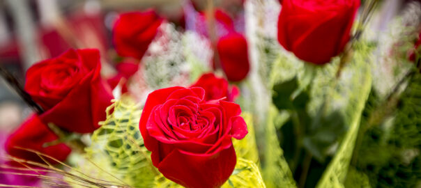 Venda de Roses de Sant Jordi | Imagen
